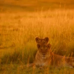 serengeti-sunset