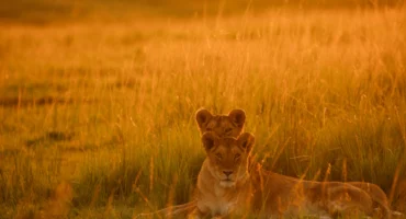 serengeti-sunset
