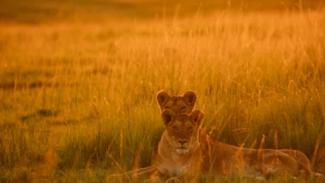 Serengeti Sunset serengeti-sunset